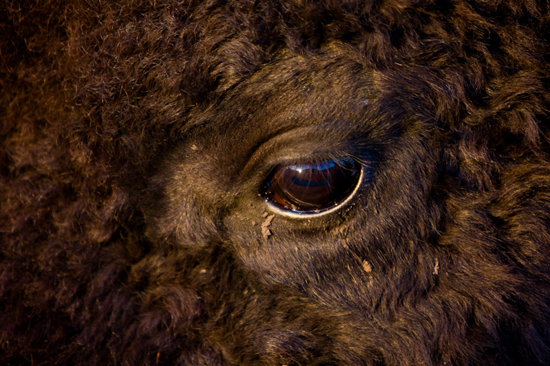 Bison Eye Detail